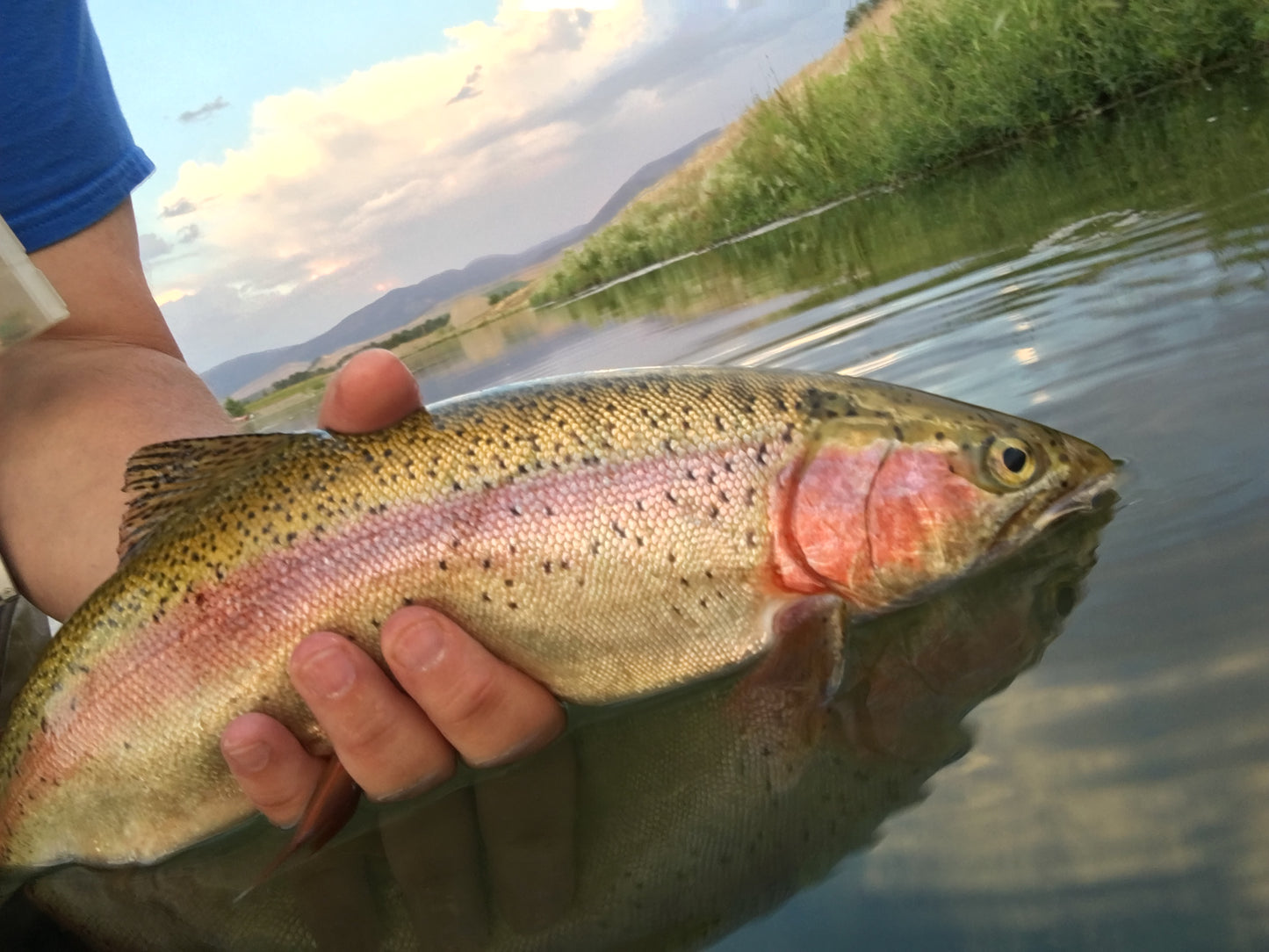 An average fish on the Gateway pond...